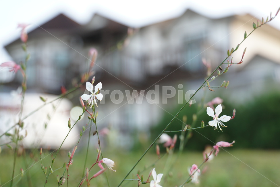 꽃,들꽃,펜션,배경,풀,식물,자연,plants,nature,꽃,flower