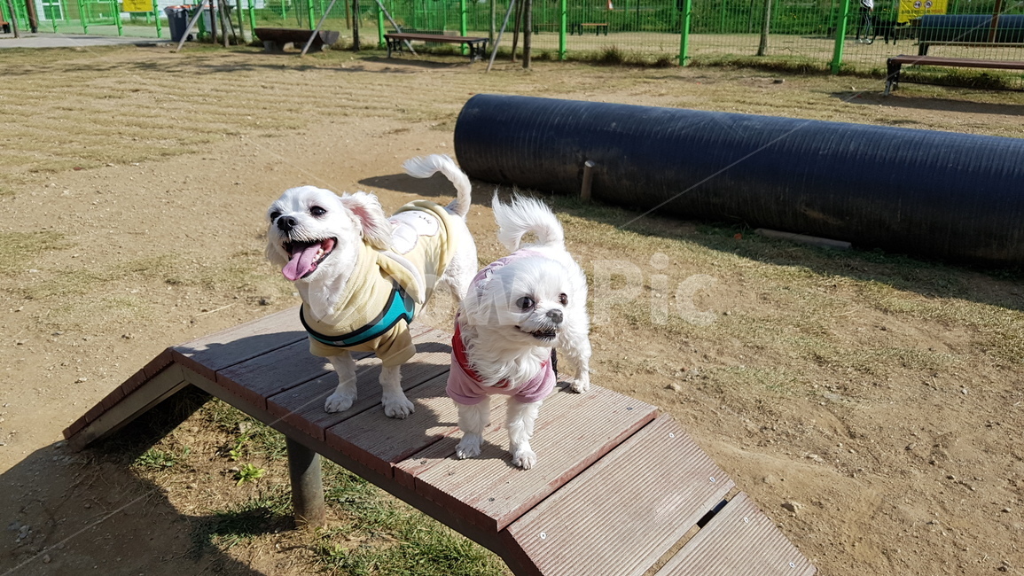 애견,애완동물,반려견,반려동물,강아지,동물,animal,포유류,mammal,개,강아지,dog,doggy