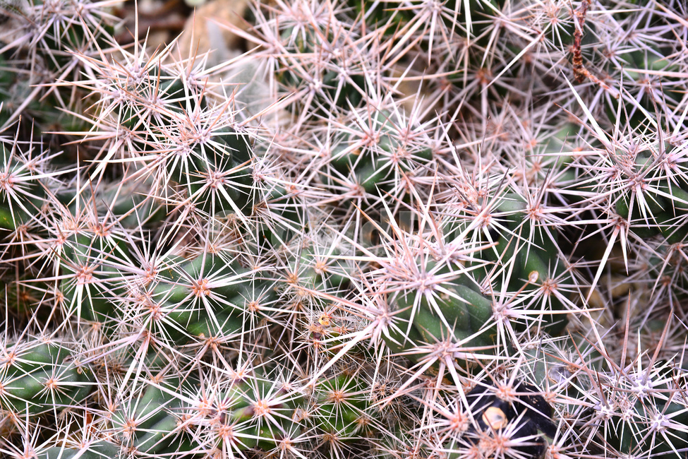 선인장,가시,다육식물,디육이,식물,아열대식물,cactus,다육질,사막,plant,식물원,열대식물,예리함,날카로움,상처,주의,보호,안전,방어,thorn,식물,자연,plants,nature
