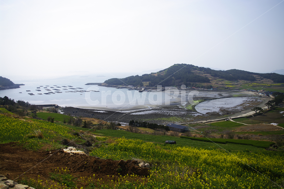 유채꽃,꽃밭,꽃,flower,계절,봄,spring,하늘,구름,마을,산,밭,시골,청산도,바다,풍경,섬,자연,풍경,nature,landscape,promontory,곶,outdoors,옥외