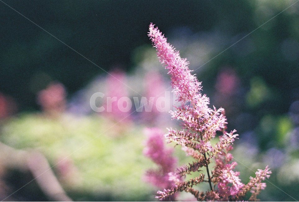 꽃,식물,노루오줌,분홍,정원,가든,분홍꽃,pink,flower,garden,park,공원,풀,숲,야생화,식물,자연,plants,nature,꽃,flower,감성,sensible,feeling