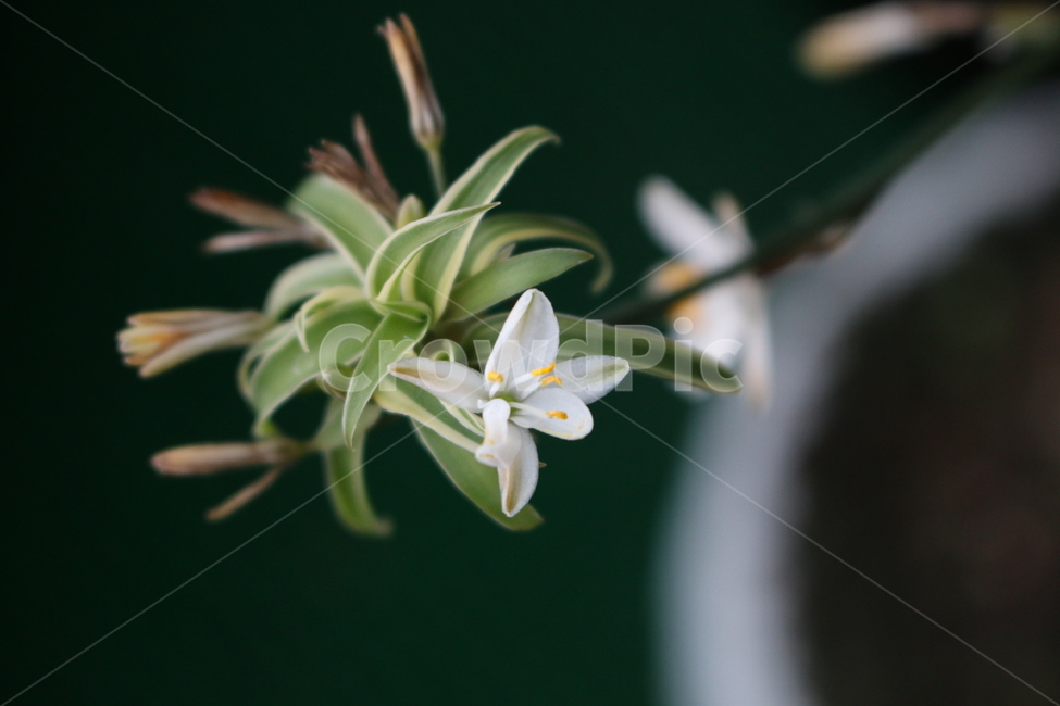 꽃,작은꽃,연두잎,난초꽃,여름꽃,식물,자연,plants,nature,꽃,flower