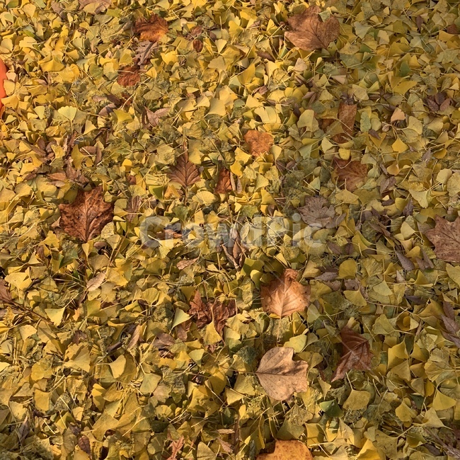 leaves,fallenleaves,autumn,fall,낙엽,단풍,은행잎,ginkgo,바닥,ground,가을,가을,계절,fall,autumn,season,식물,자연,plants,nature