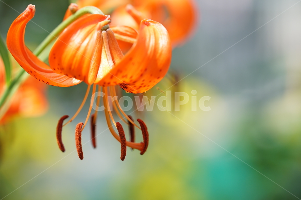 꽃,플라워,색감,컬러,주황색,오렌지빛,식물,접사,flower,생명,나리꽃,감성사진,자연,컬러풀,식물,자연,plants,nature,꽃,flower,색깔,색상,색채,색감,color sense,color sensitivity,feeling of color