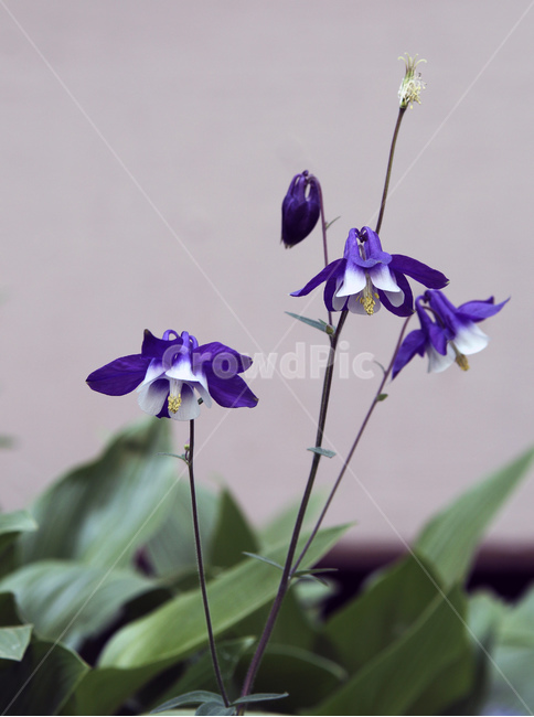 야생화,매발톱꽃,봄야생화,봄꽃,야생화꽃,식물,자연,plants,nature,꽃,flower