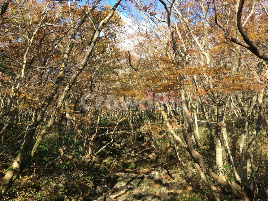 제주,한라산,나무,가을,산림