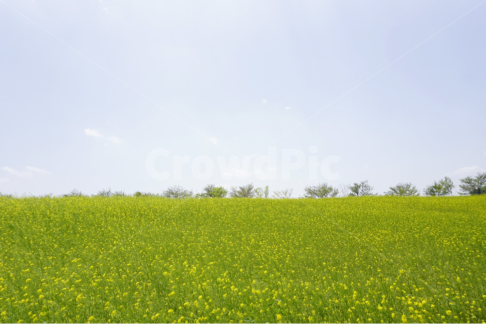 여수,자연,풍경,하늘,유채꽃,sky,nature,naturescape,꽃밭,봄,계절,spring,season,자연,풍경,nature,landscape,grassland,목초지,field,들,outdoors,옥외