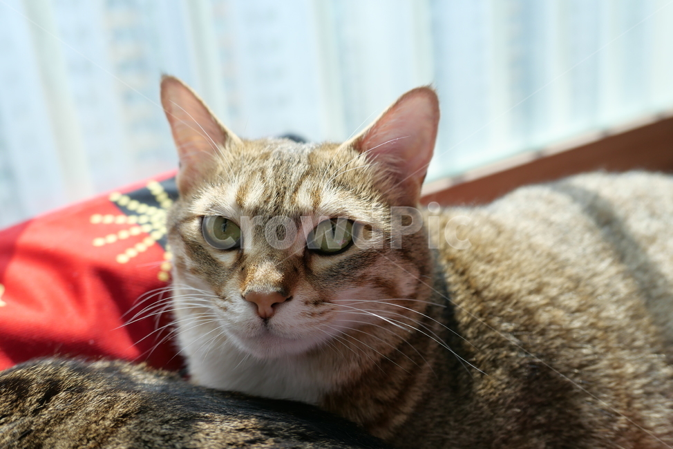 고양이,코숏,길고양이,동물,반려묘,반려동물,cat,kitten,animal