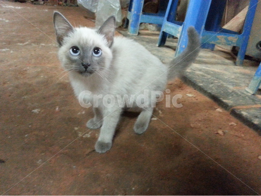고양이,동물,귀여운,생물,자연,동물,animal,포유류,mammal,고양이,cat,kitten,kitty
