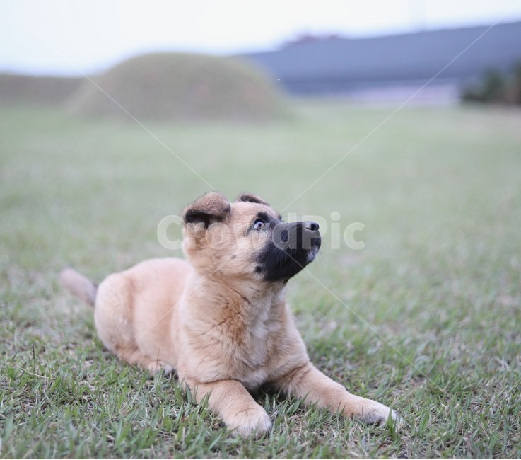 멍멍이,개,동물,시골개,dog,동물,animal,포유류,mammal,개,강아지,dog,doggy