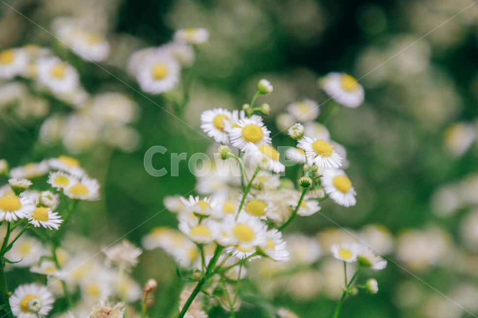 꽃,흰꽃,초록,자연,풀,식물,개망초,여름,여름꽃,식물,자연,plants,nature,꽃,flower,비,비오는날,rain,rainy