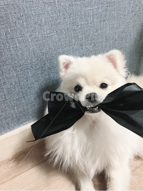 강아지,귀여움,포메라니안,폼피치,포메,동물,animal,포유류,mammal,개,강아지,dog,doggy