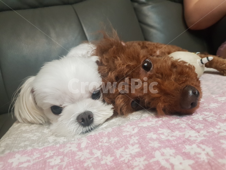 푸들,말티즈,강아지,애완견,pudel,maltese,동물,animal