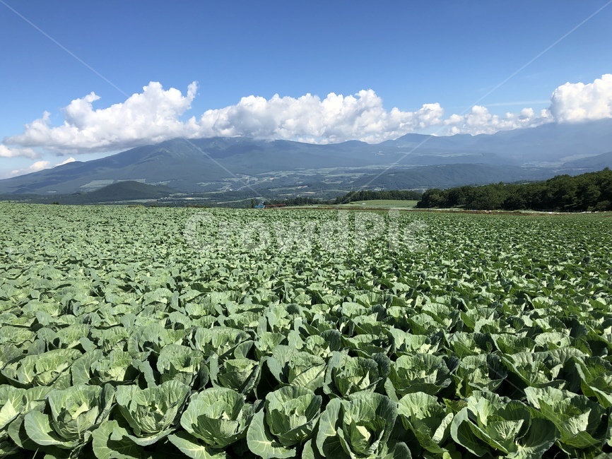 군마현,양배추,자연,산,고산지대,자연,풍경,nature,landscape,농업,농사,agriculture,farming,farming industry