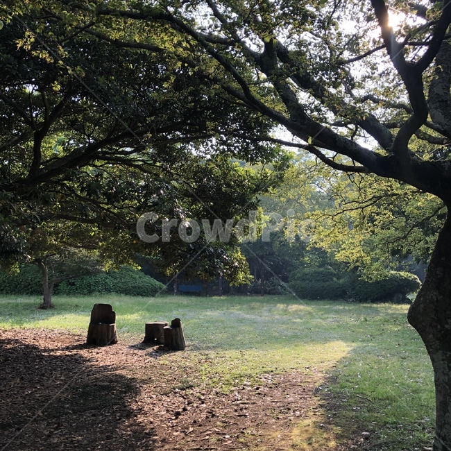 자연,나무,풍경,햇살,햇빛,초록,파릇,여름,tree,ground,plant,식물,감성,배경화면