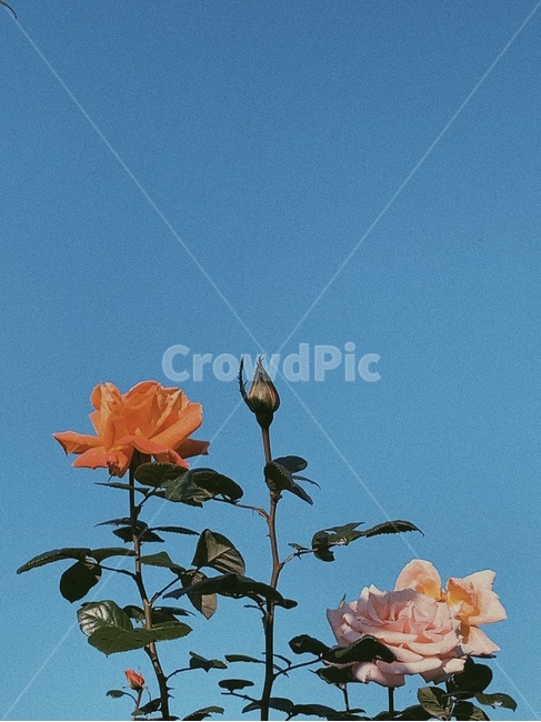 장미,꽃,식물,자연,하늘,식물,자연,plants,nature,꽃,flower