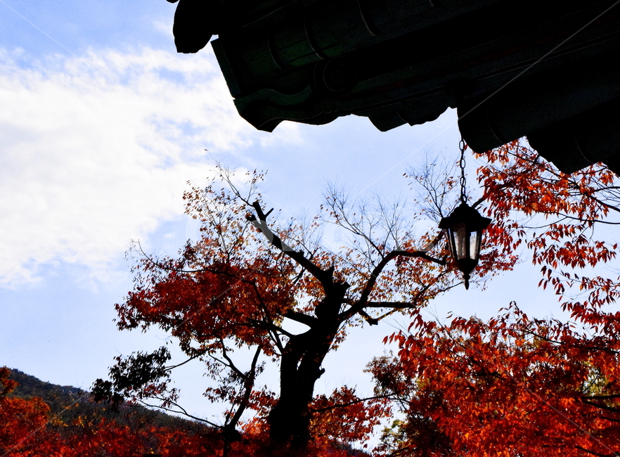 가을,단풍,경치,낙엽,색갈,조화,아름다움,힐링,가을,계절,fall,autumn,season,한국전통,한국문화,korean traditional,korean culture,tree,나무,plant,식물,leaf,잎