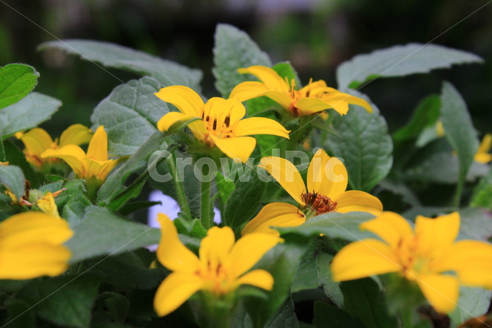 꽃,여름,야생화,노란색,감성,식물,자연,plants,nature,꽃,flower