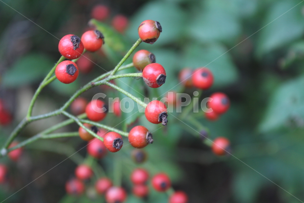 plant,식물,열매,red,fruit,식물,자연,plants,nature,꽃,flower