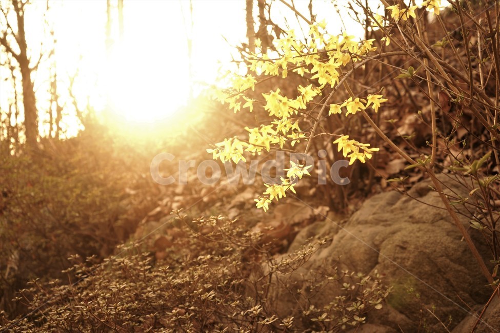 개나리,역광,햇볓,봄,노랑,자연,backlight,sunlight,spring,nature,yellow,봄풍경,가지,봄소식,식물,자연,plants,nature