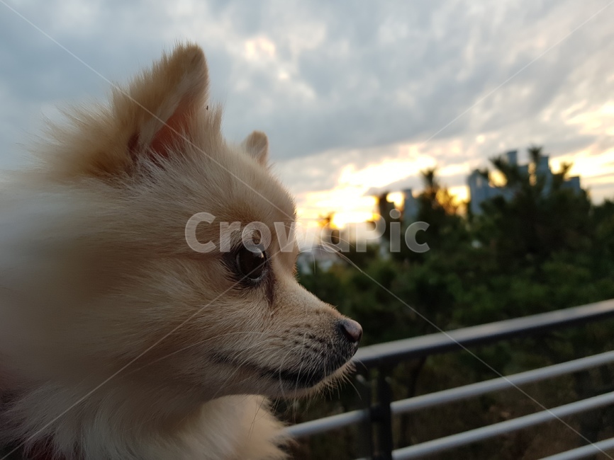 강아지,노을,노을강아지,해맞이강아지,개아련,동물,animal,포유류,mammal,개,강아지,dog,doggy