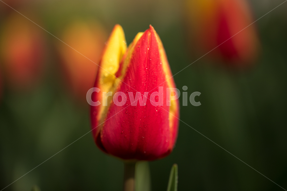 튤립,꽃,봄,봄꽃,식물,야외,실외,도심공원,봄,계절,spring,season,식물,자연,plants,nature,꽃,flower,plant,tulip,blossom
