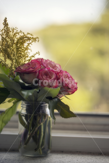 식물,flower,꽃,꽃부케,꽃꽂이,실내용화초,화분,화초,house plant
