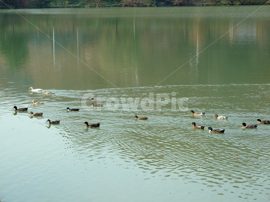 오리,물오리,호수,풍경,시골,동물,animal,조류,새,birds