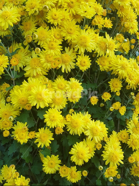 국화,가을,감국,황국,식물,plant,flower,꽃,식물,자연,plants,nature,꽃,flower