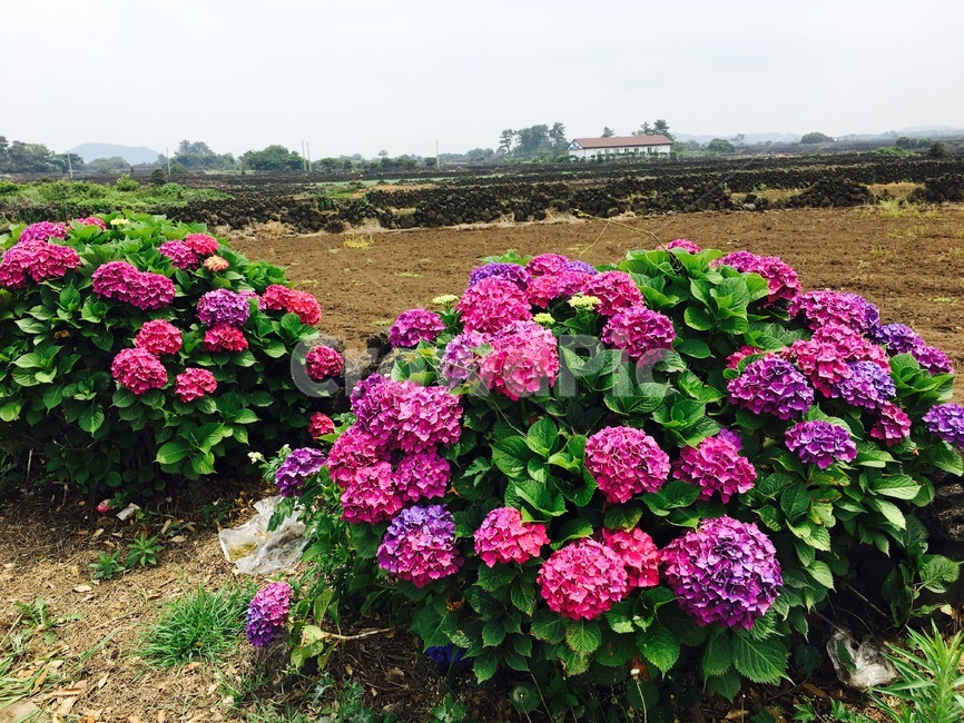수국,여름꽃,여름제주,제주도,꽃,제주도,jeju,jeju island,식물,자연,plants,nature,꽃,flower,plant,geranium,제라늄,blossom