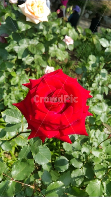 붉은장미,빨간장미,장미축제,꽃향기,장미공원,식물,자연,plants,nature,꽃,flower