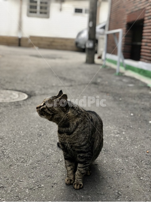 animal,동물,mammal,포유류,cat,고양이,pet,냥냥이,냥이,집사,주인,고양이옆태,옆태,길고양이,동물,animal,포유류,mammal,고양이,cat,kitten,kitty