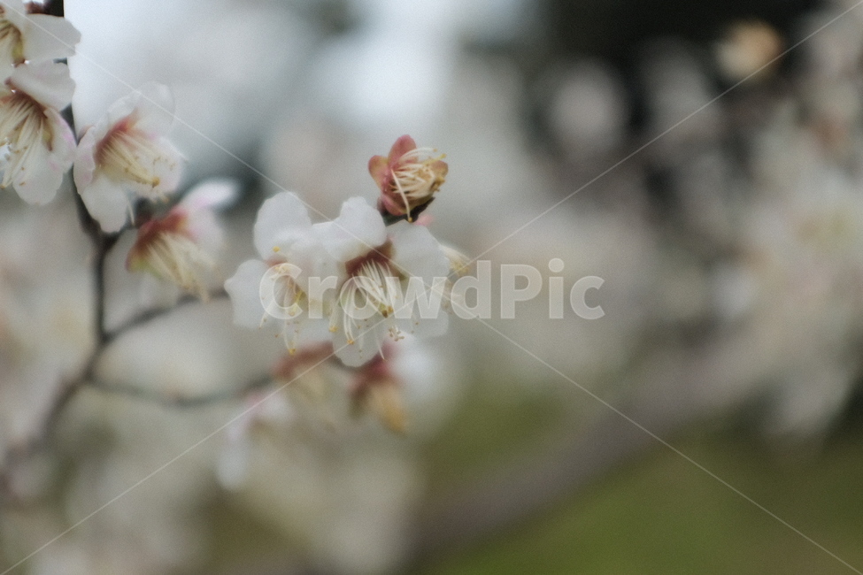 꽃,매화,봄,spring,flower,plant,식물,감성,봄,계절,spring,season
