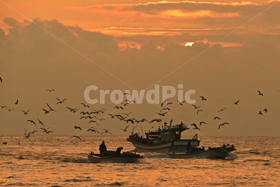 울산,강양항,배,멸치잡이배,갈매기,강양항아침,강양항일출,boat,보트,human,인간,person,사람,선박,bird,새,nature,자연,outdoors,옥외,자연,풍경,nature,landscape,어업,fishery,fishing industry