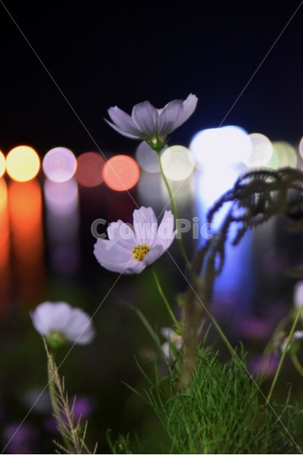 plant,식물,코스모스,밤,보케,꽃,가을,계절,fall,autumn,season,야경,밤,풍경,nightscape,night,landscape