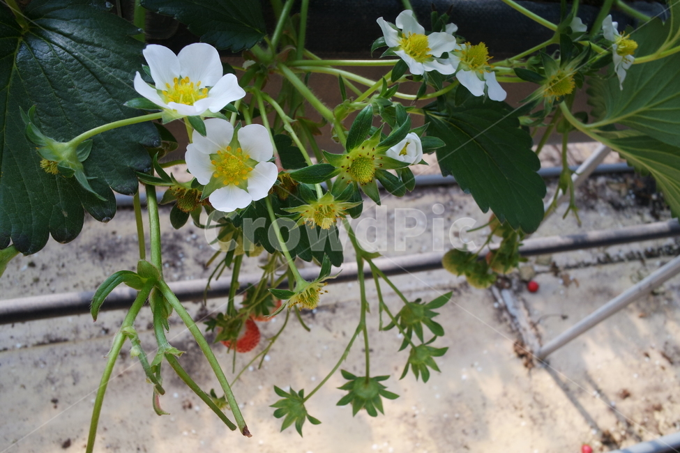 딸기농장,딸기성장,딸기,딸기체험,딸기하우스,plant,식물
