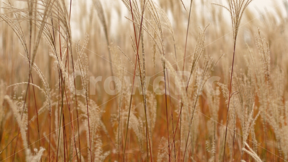 갈대,억새,가을,풍경,감성,노랑,하늘공원,가을,계절,fall,autumn,season,식물,자연,plants,nature,감성,sensible,feeling,plant,food,음식,vegetable,야채,grain,곡물