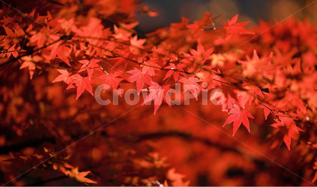 maple,단풍,가을,감성,사랑,가을,계절,fall,autumn,season,식물,자연,plants,nature,leaf,잎,plant,tree,나무
