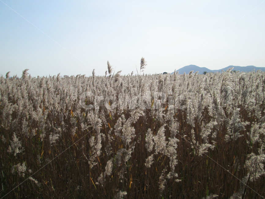 순천만,갈대,갈대숲,늪지대,쑥대,쑥대밭,가을풍경,가을,자연,풍경,힐링