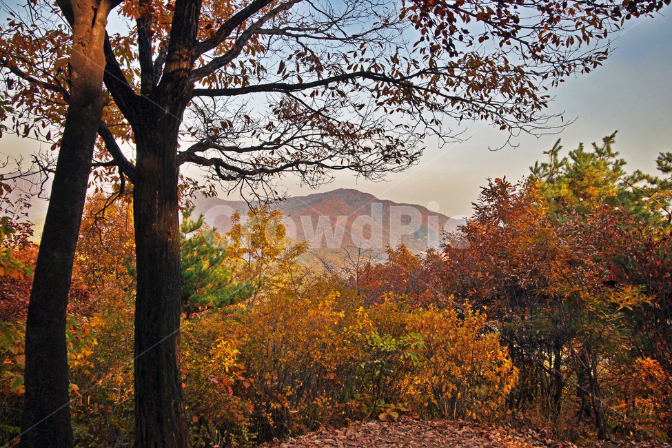 숲,자연,가을,계절,단풍,낙엽,가을산,가을,계절,fall,autumn,season,자연,풍경,nature,landscape