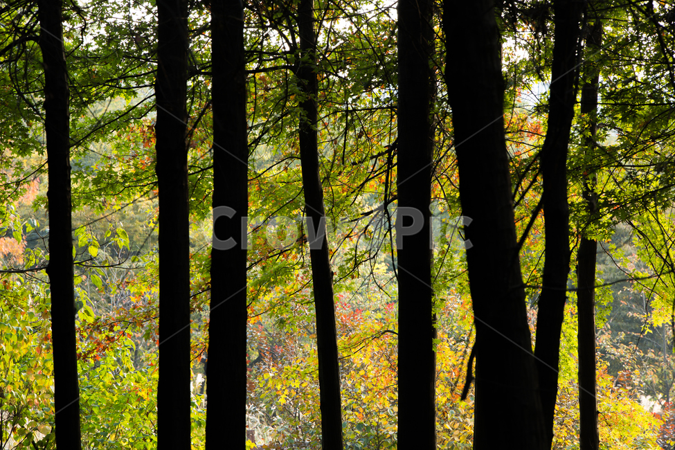나무,식물,잎,단풍,tree,leaf,maple,가을,계절,fall,autumn,season,plant,tree trunk,나무 줄기