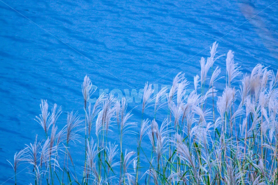 갈대,호수,가을,감성,파랑,가을,계절,fall,autumn,season,grass,잔디,plant,식물,lawn