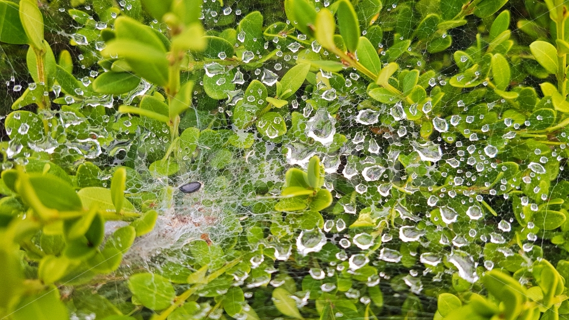 물방울,이슬,거미줄,자연,비,레인,습한,맑은,깨끗한,초록,거미집,거미,나무,배경,백그라운드,촘촘한,web,spiderweb,background,nature,rain,raindrop,wet,green,자연,풍경,nature,landscape,plant,식물,leaf,잎