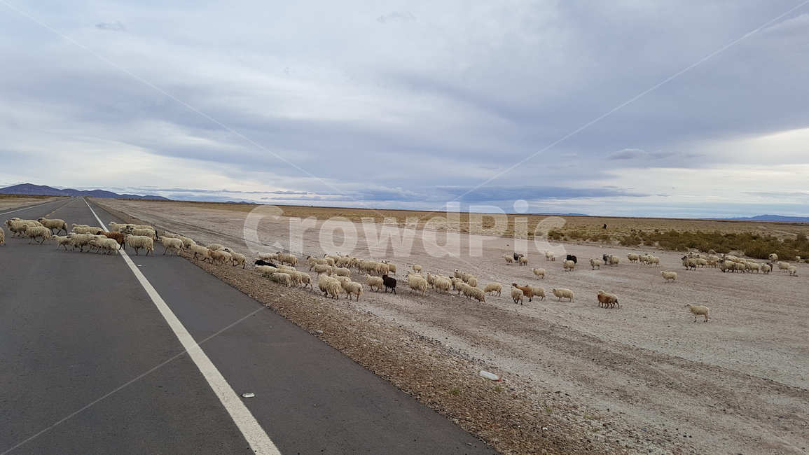 길,도로,양,sheep,road,peru,페루,점령,건너기,양떼,동물,animal,포유류,mammal,교통,교통수단,traffic,transportation
