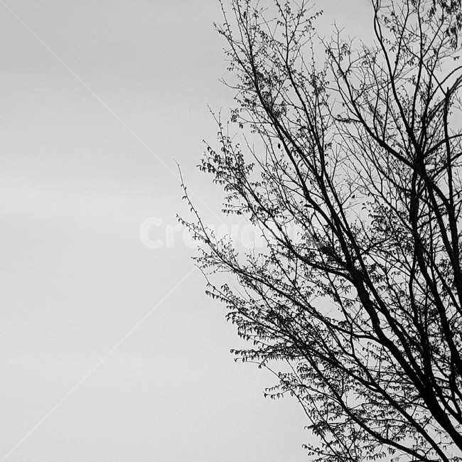 나무,겨울,감성사진,분위기,흑백,흑백,모노톤,monochrome,black and white