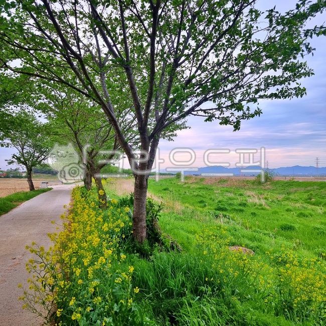 들,자연,유채꽃밭,유채꽃뷰,유채밭,자연풍경,시골풍경,노란꽃잎,노란색꽃,노란꽃밭,초록잔디,초록나무,잔디밭,산책로,꽃길,outdoors,nature,tree,grassland,field