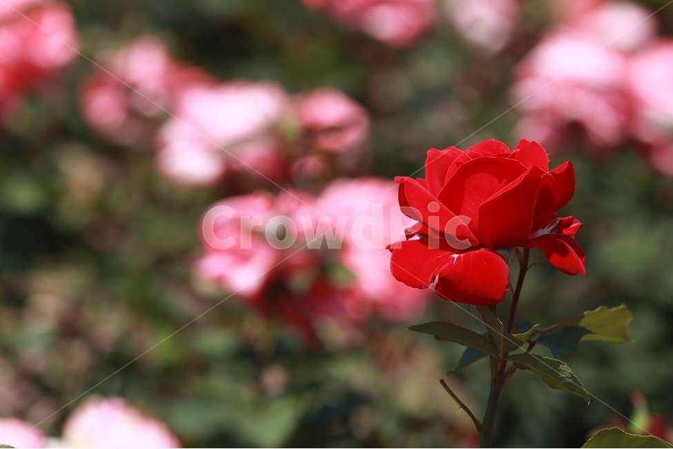 장미,봄꽃,식물,빨강색,장미원,식물,자연,plants,nature,꽃,flower