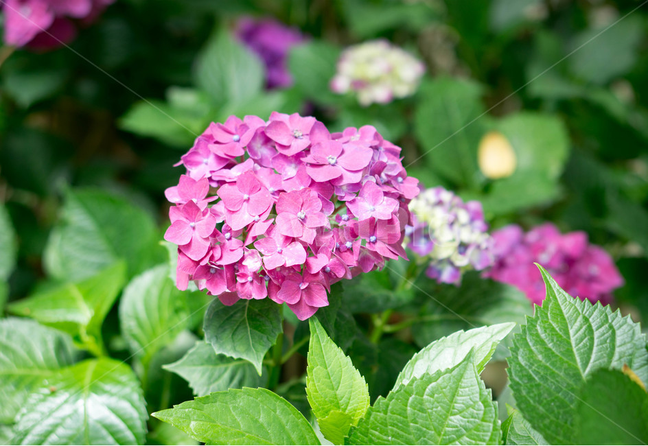 수국,봄,식물,화초,꽃,자연,plants,nature,flower,식물,자연,plants,nature,꽃,flower