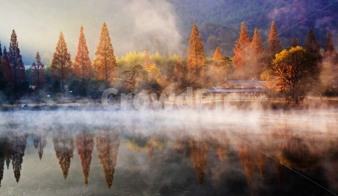 전남,나주,오봉제,오봉저수지,오봉제가을,plant,식물,tree,나무,fir,전나무,abies,아비,nature,자연,추색,가을,물안개,반영,경치,경관,풍경,가을,계절,fall,autumn,season,자연,풍경,nature,landscape