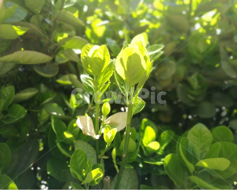 새순,새싹,푸르름,싱그러움,웰빙,햇살,봄,생명,식물,자연,plants,nature